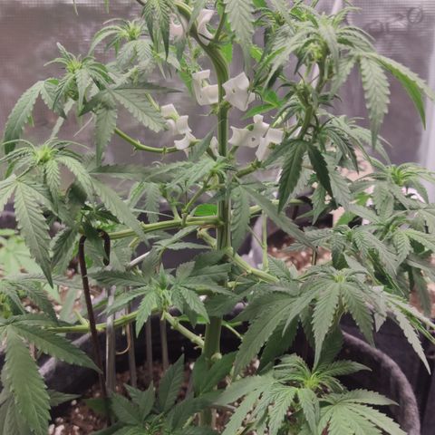 Super Lemon Haze Automatic growlog timeline photo