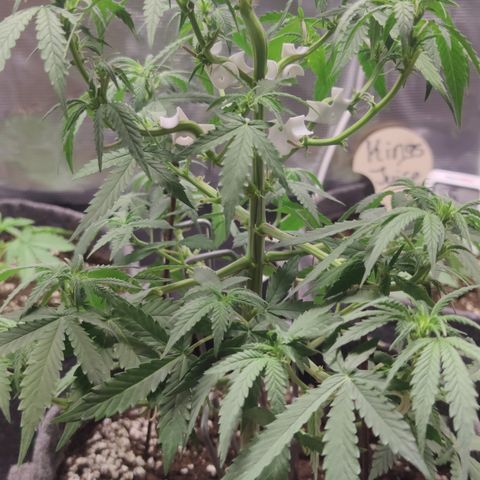 Super Lemon Haze Automatic growlog timeline photo