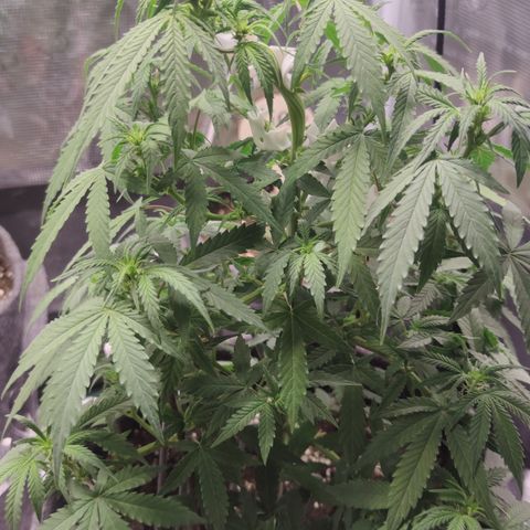 Super Lemon Haze Automatic growlog timeline photo