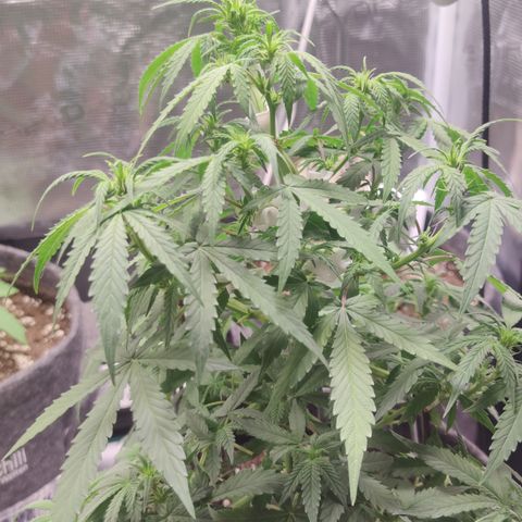 Super Lemon Haze Automatic growlog timeline photo