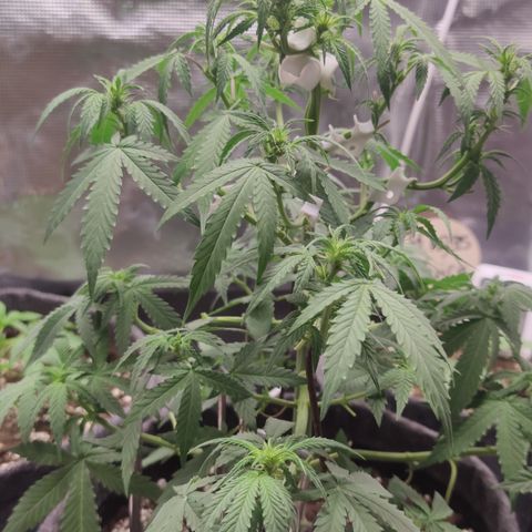 Super Lemon Haze Automatic growlog timeline photo
