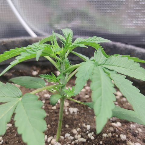 Guava x Gelato 41 Auto growlog timeline photo