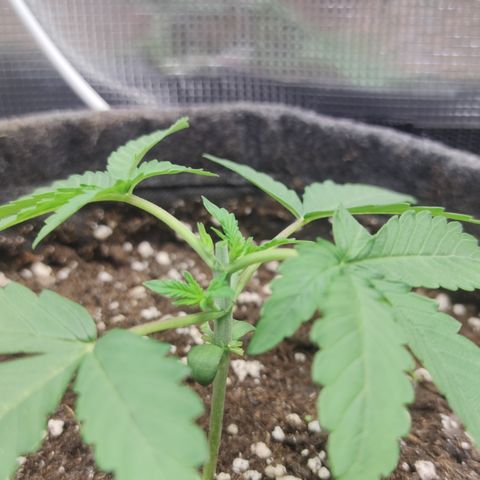 Guava x Gelato 41 Auto growlog timeline photo
