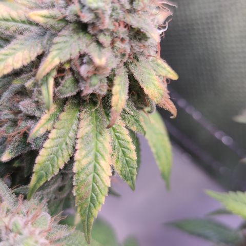 Kush Mintz growlog timeline photo