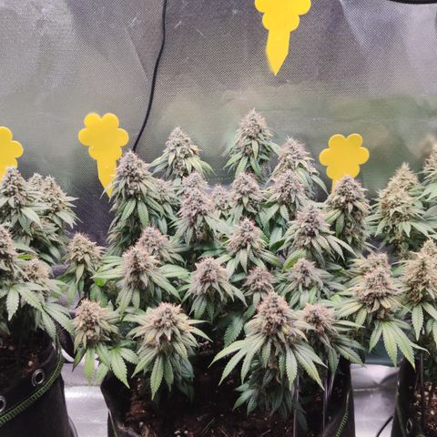 Kush Mintz growlog timeline photo