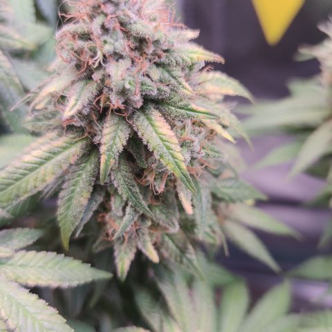 Kush Mintz growlog timeline photo