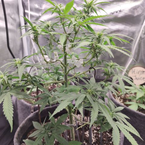 Super Lemon Haze Automatic growlog timeline photo