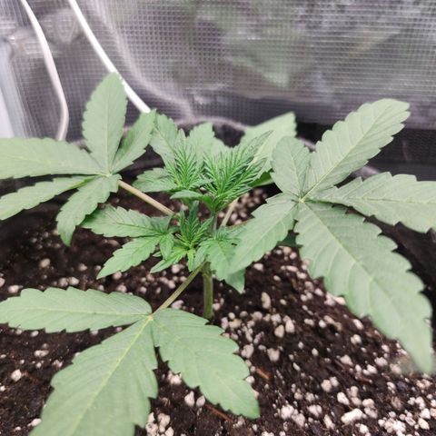 Guava x Gelato 41 Auto growlog timeline photo