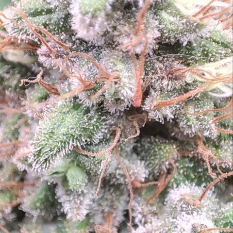Kush Mintz growlog timeline photo