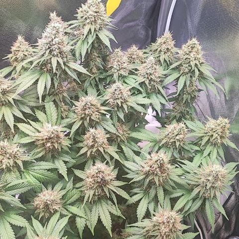 Kush Mintz growlog timeline photo
