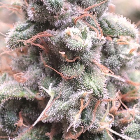 Kush Mintz growlog timeline photo