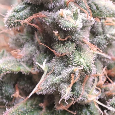 Kush Mintz growlog timeline photo