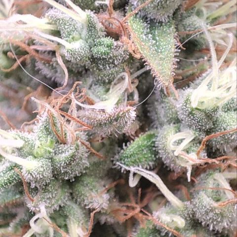 Kush Mintz growlog timeline photo