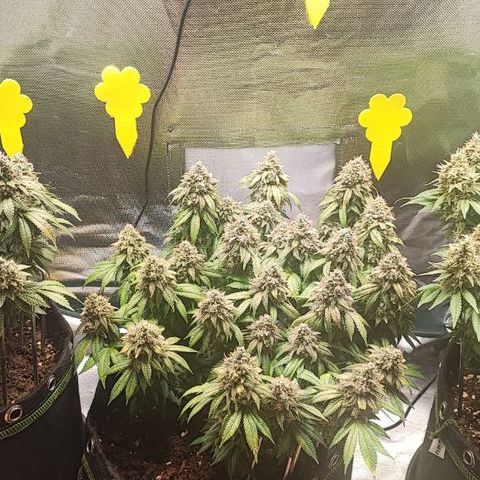Kush Mintz growlog timeline photo