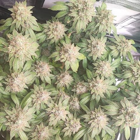Kush Mintz growlog timeline photo