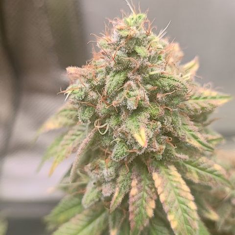Kush Mintz growlog timeline photo