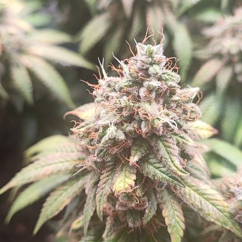 Kush Mintz growlog timeline photo