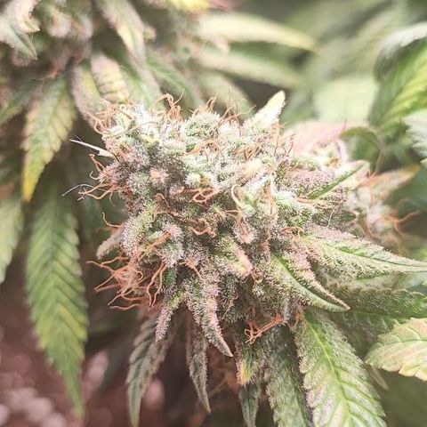 Kush Mintz growlog timeline photo