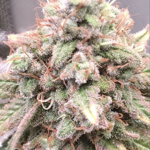 Kush Mintz growlog timeline photo