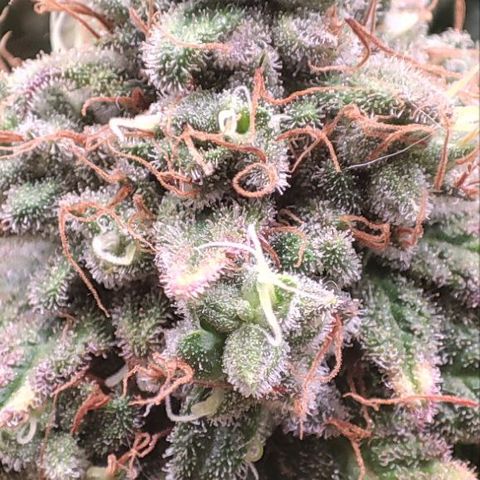 Kush Mintz growlog timeline photo