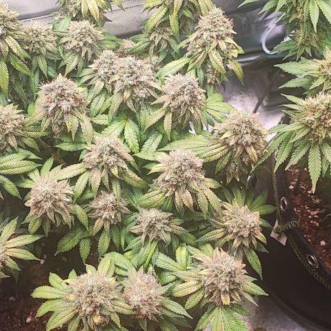 Kush Mintz growlog timeline photo