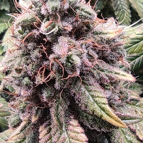 Kush Mintz growlog timeline photo