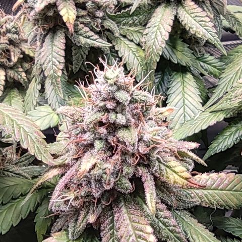 Kush Mintz growlog timeline photo