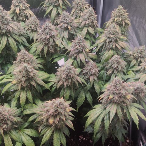 Kush Mintz growlog timeline photo