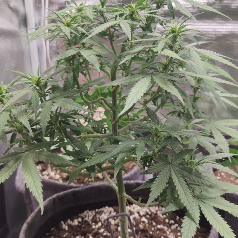 Super Lemon Haze Automatic growlog timeline photo