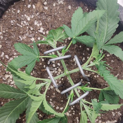 Guava x Gelato 41 Auto growlog timeline photo