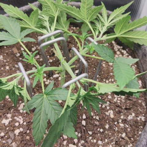 Guava x Gelato 41 Auto growlog timeline photo