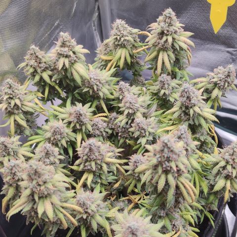 Kush Mintz growlog timeline photo