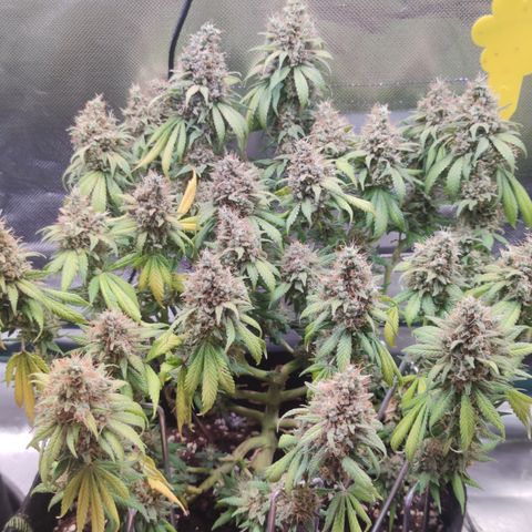 Kush Mintz growlog timeline photo