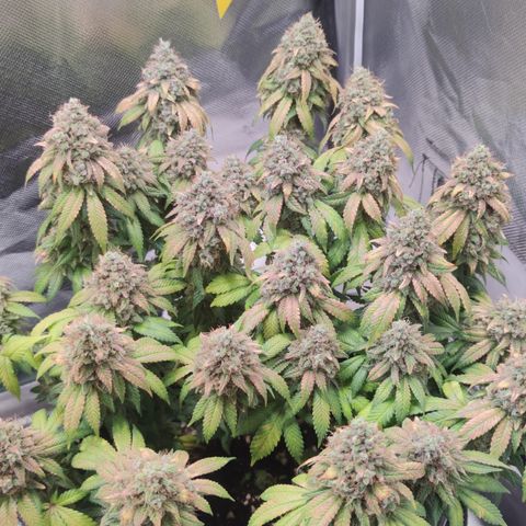 Kush Mintz growlog timeline photo