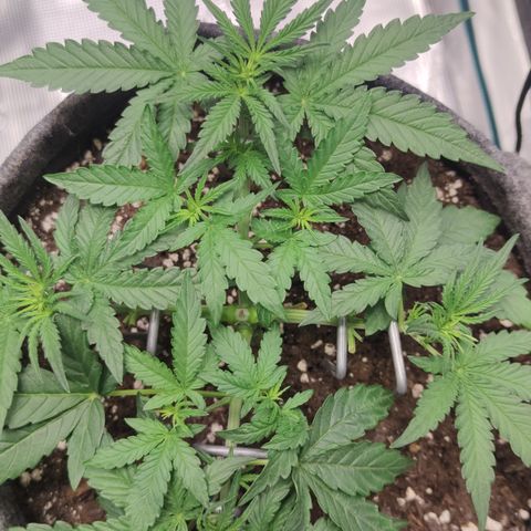 Guava x Gelato 41 Auto growlog timeline photo
