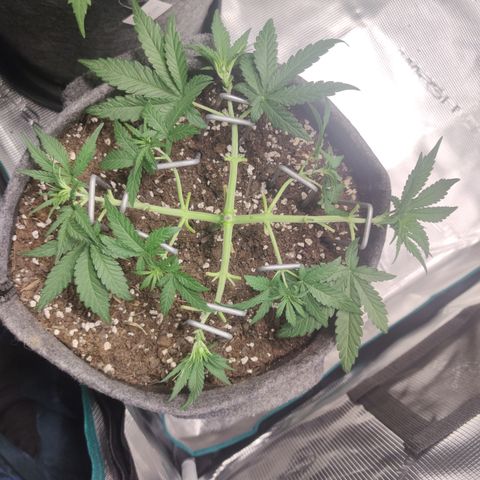 Guava x Gelato 41 Auto growlog timeline photo