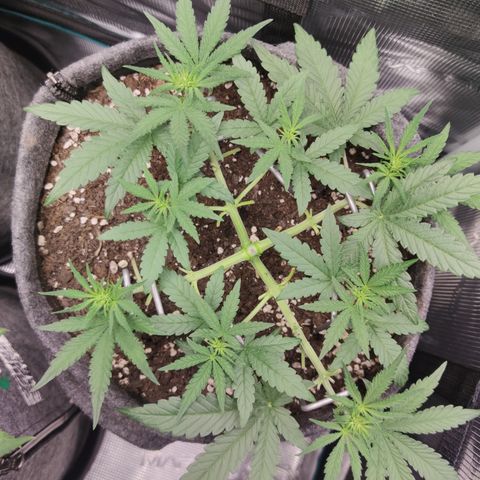 Guava x Gelato 41 Auto growlog timeline photo
