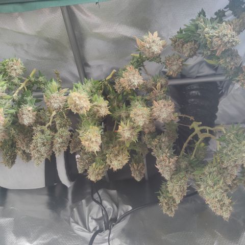 Kush Mintz growlog timeline photo