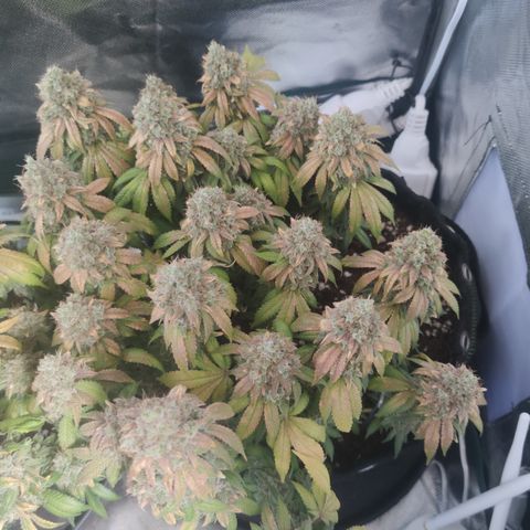 Kush Mintz growlog timeline photo