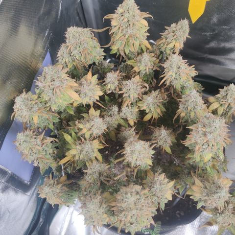 Kush Mintz growlog timeline photo