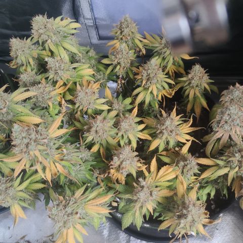 Kush Mintz growlog timeline photo
