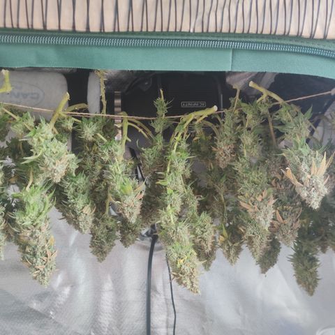 Kush Mintz growlog timeline photo