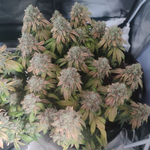 Kush Mintz growlog timeline photo