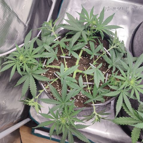 Guava x Gelato 41 Auto growlog timeline photo