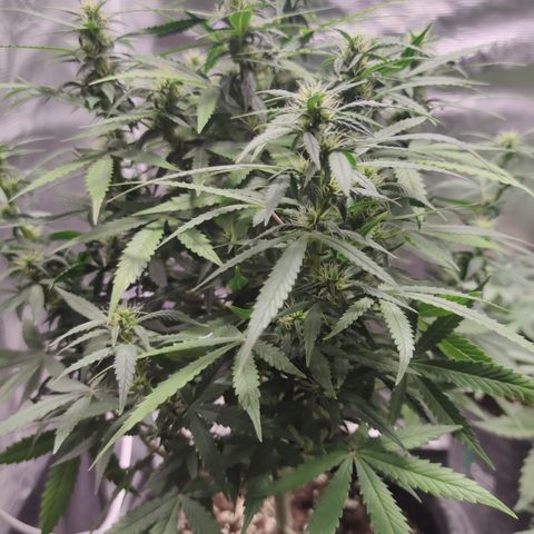 Super Lemon Haze Automatic growlog timeline photo