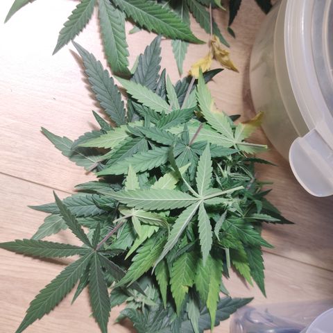 Super Lemon Haze Automatic growlog timeline photo