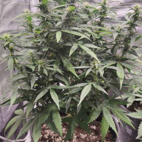 Super Lemon Haze Automatic growlog timeline photo