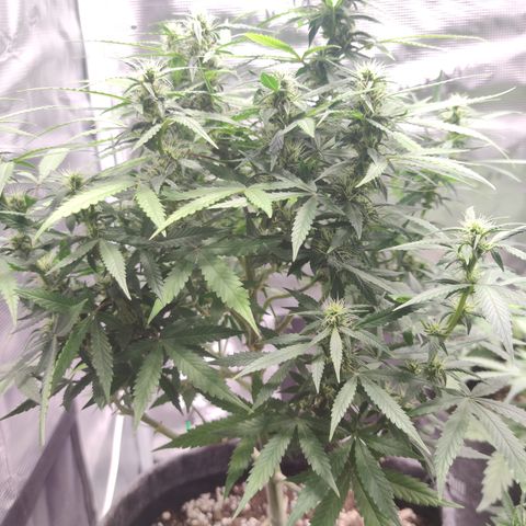 Super Lemon Haze Automatic growlog timeline photo