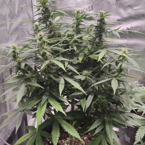 Super Lemon Haze Automatic growlog timeline photo