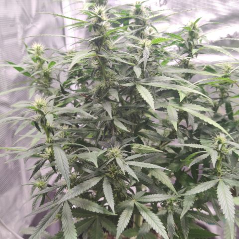 Super Lemon Haze Automatic growlog timeline photo